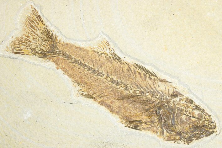 Uncommon Fish Fossil (Mioplosus) - Wyoming #348105